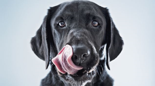 dog with tougne 2.jpg