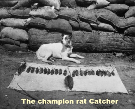 the rat catcher with text resized
